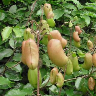 griffonia-simplicifolia.jpg
