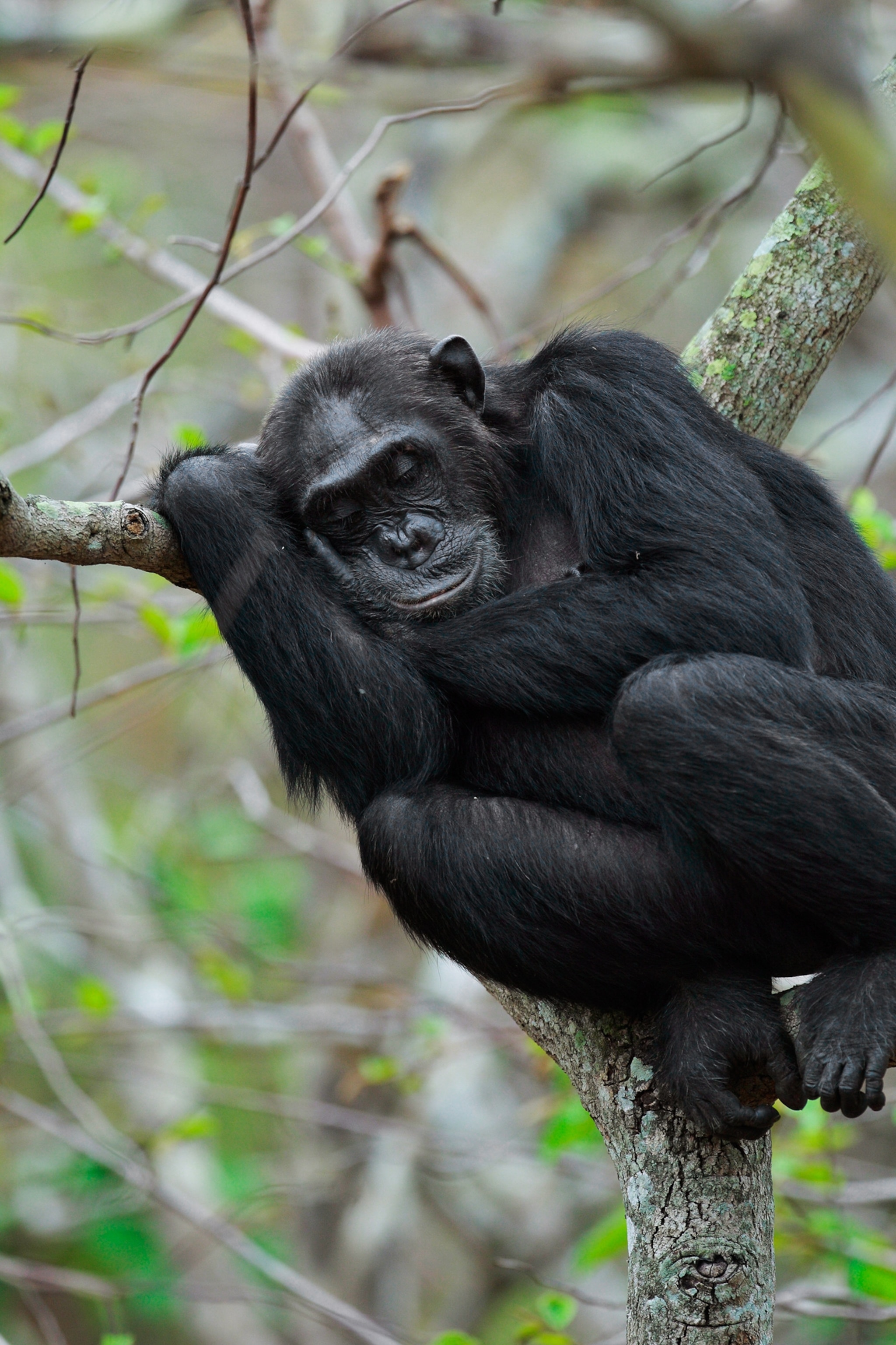 Chimpanzees Make Beds That Offer Them Best Night's Sleep