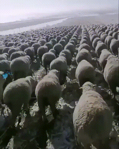 Stay where you are, and hold the line! : r/gifs