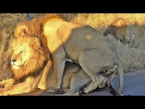 watch-male-lion-mates-with-anoth.jpg