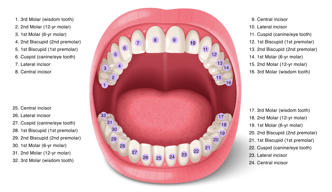 Teeth Numbers & Names | Amber Hills Dental | Henderson, NV
