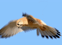 Image result for bird flapping wings gif