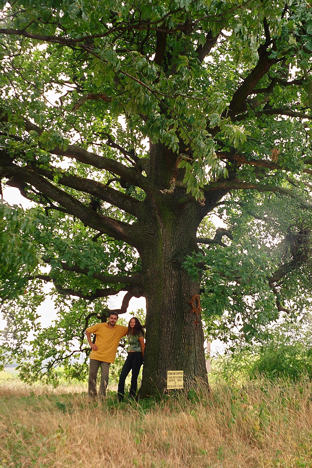 Hungarian_oak2.JPG