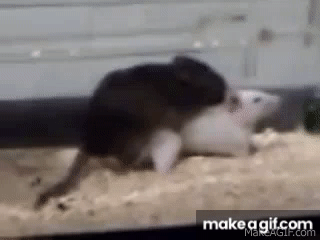 7ZjEfj.gif