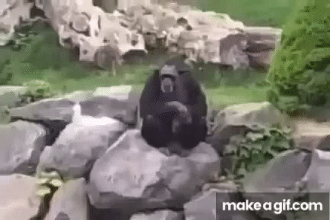Hitler monkey (original) on Make a GIF