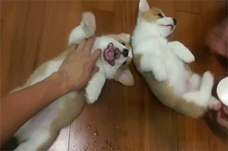 double-the-fun
