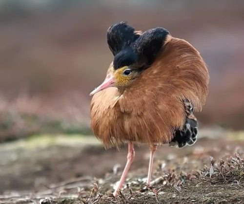 The ruff is a strange looking bird from Norway.