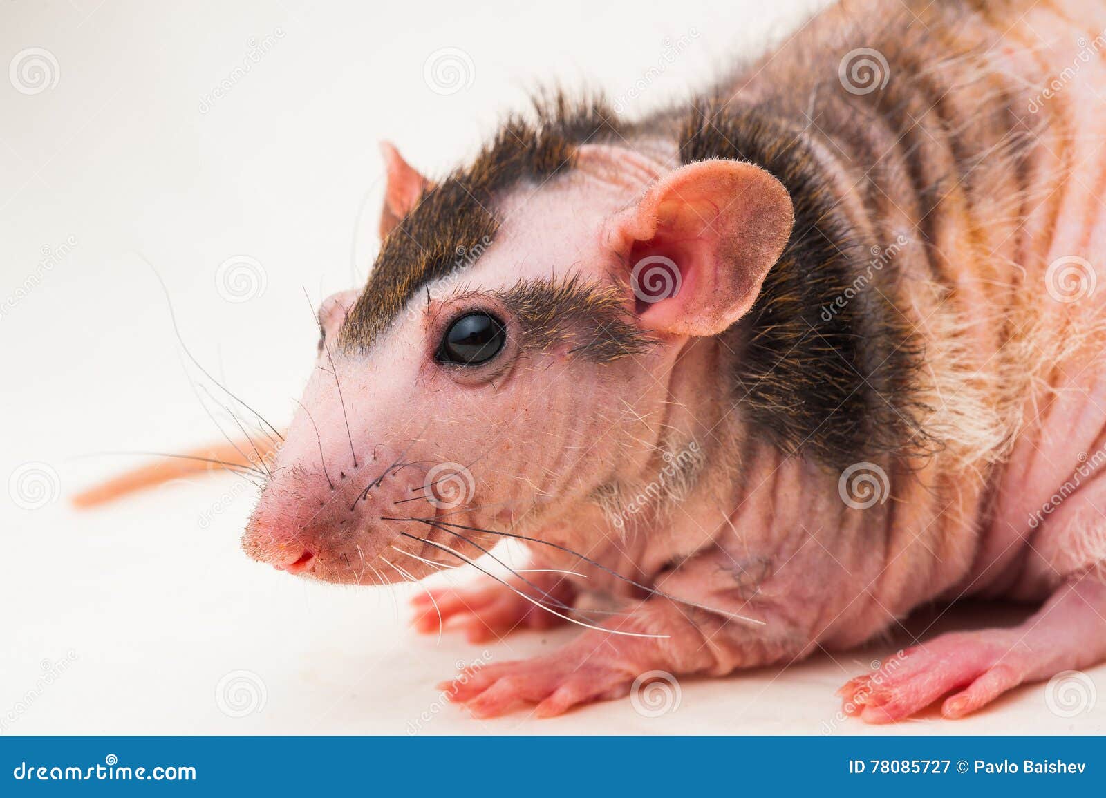 bald-sphinx-rat-hairless-animal-sitting-white-background-78085727.jpg