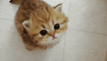 kitten meow GIF