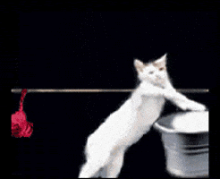 weird cat GIF