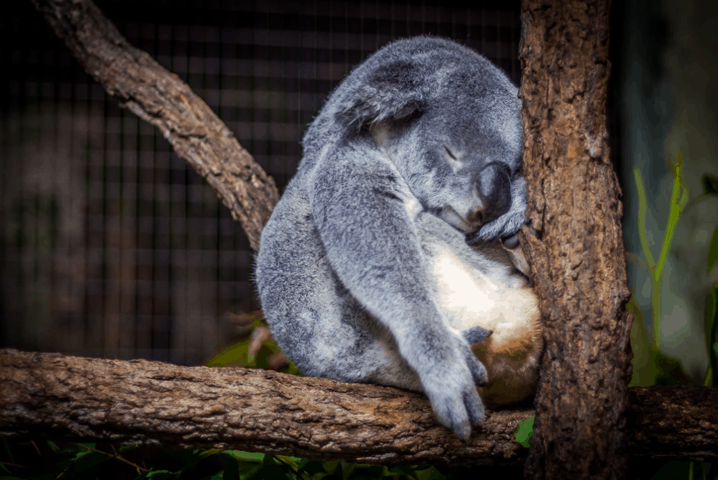 How Animals Sleep - 2024 Ultimate Guide
