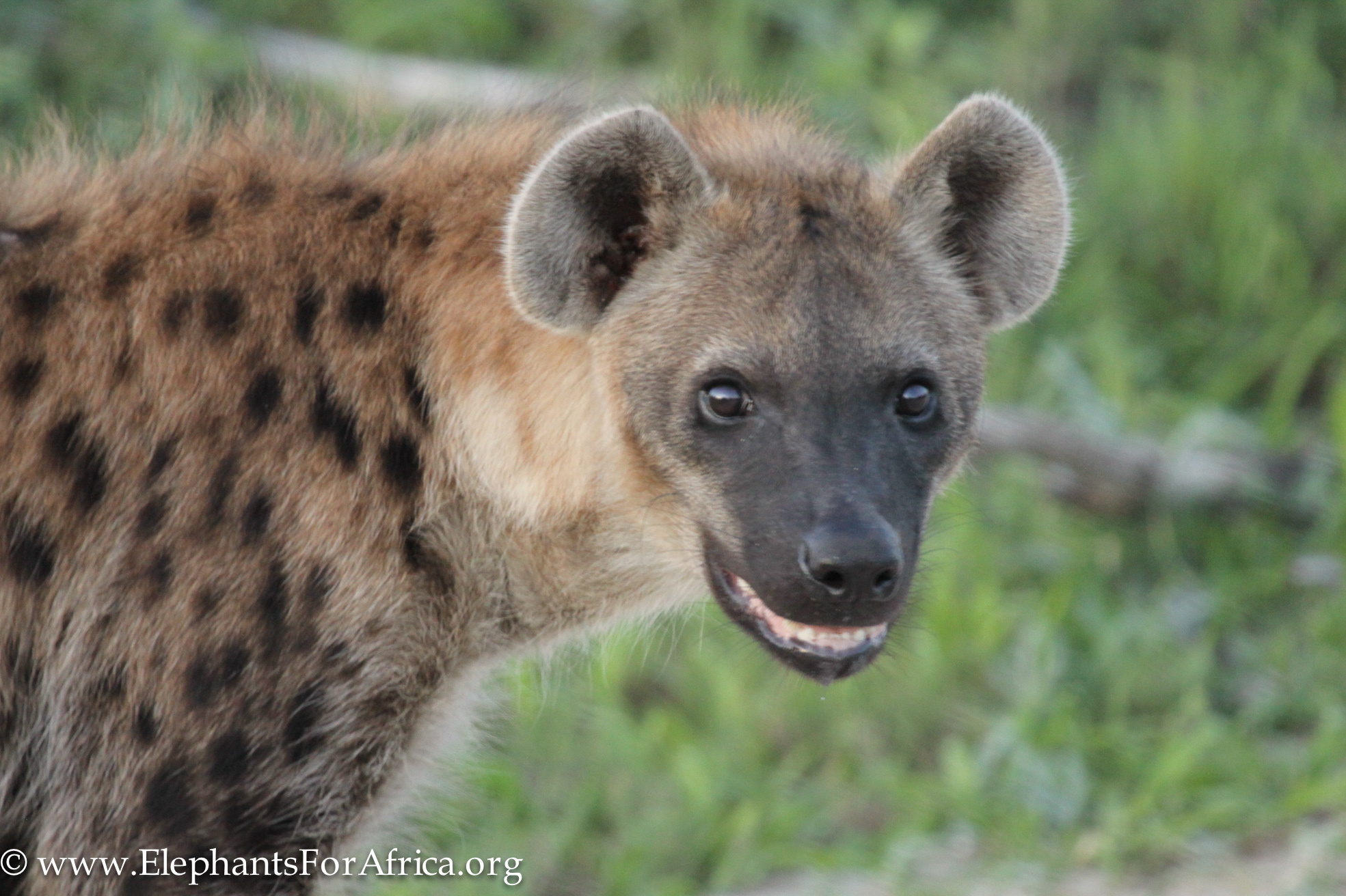 SpottedHyaena-2.jpg