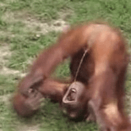 monkey.png