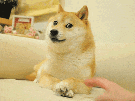 nervous doge GIF