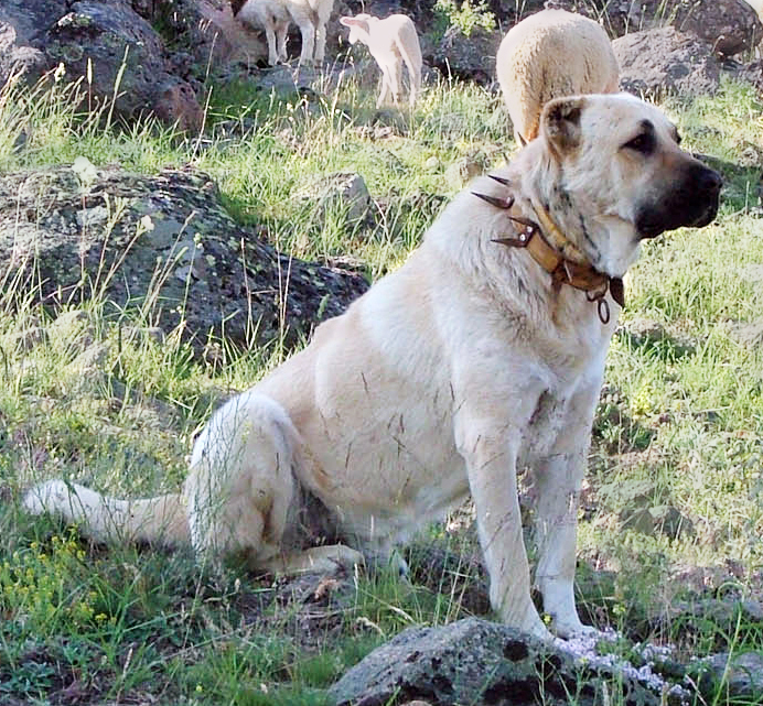 Anatolische herder of Kangal | HondenForum