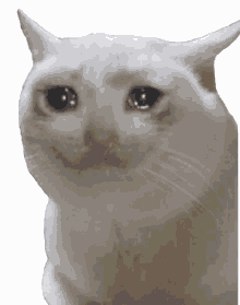 Crying Cat Meme GIFs | Tenor