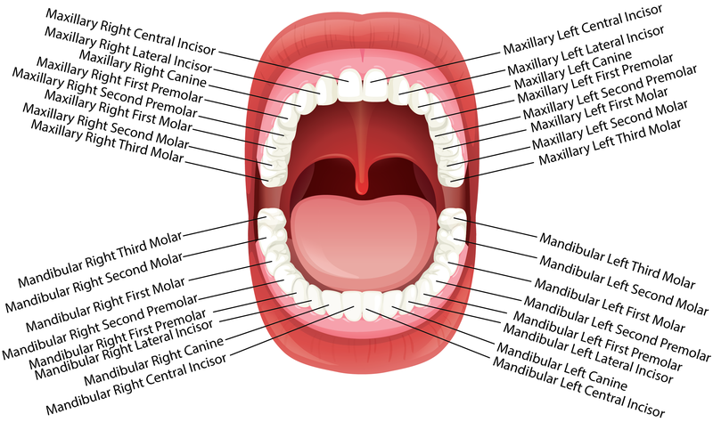 File:Permanent teeth names.png