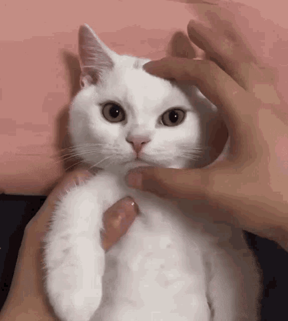 angry-cat.gif