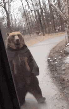 Bear GIFs | Tenor