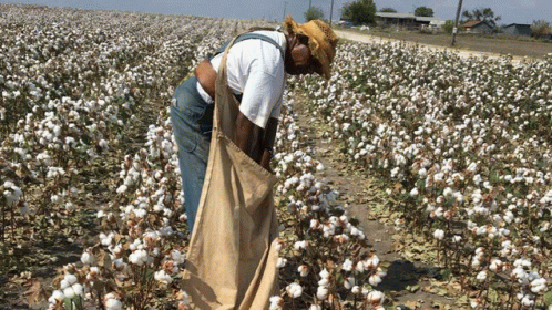 a man is picking cotton in a field with a bag