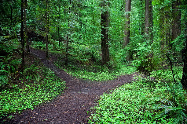a-forked-path-in-a-lush-green-forest.jpg