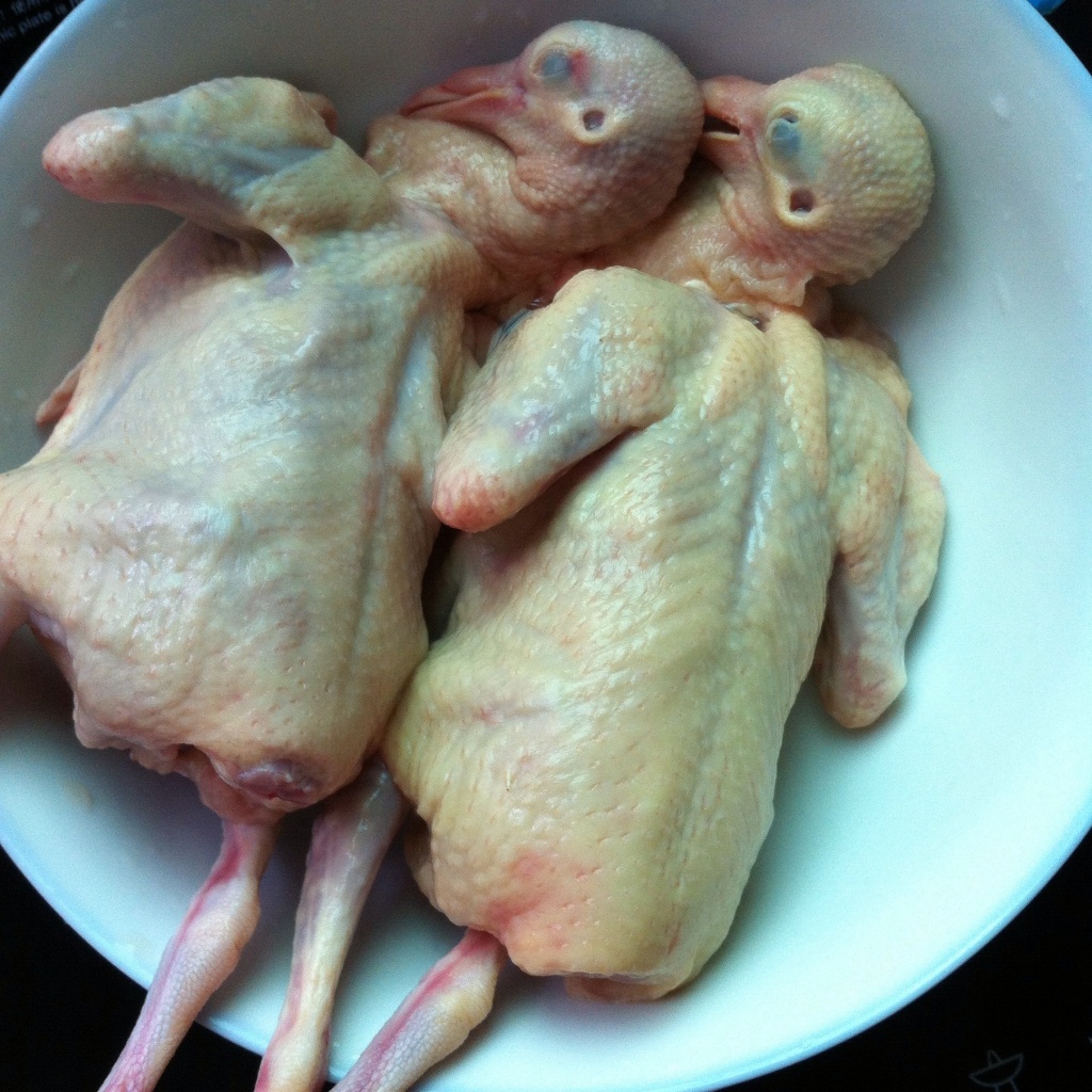 Astragalus-pigeon-soup01.jpg