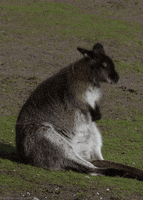 x wallaby GIF by Head Like an Orange