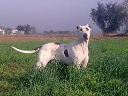 Image result for pakistani dog