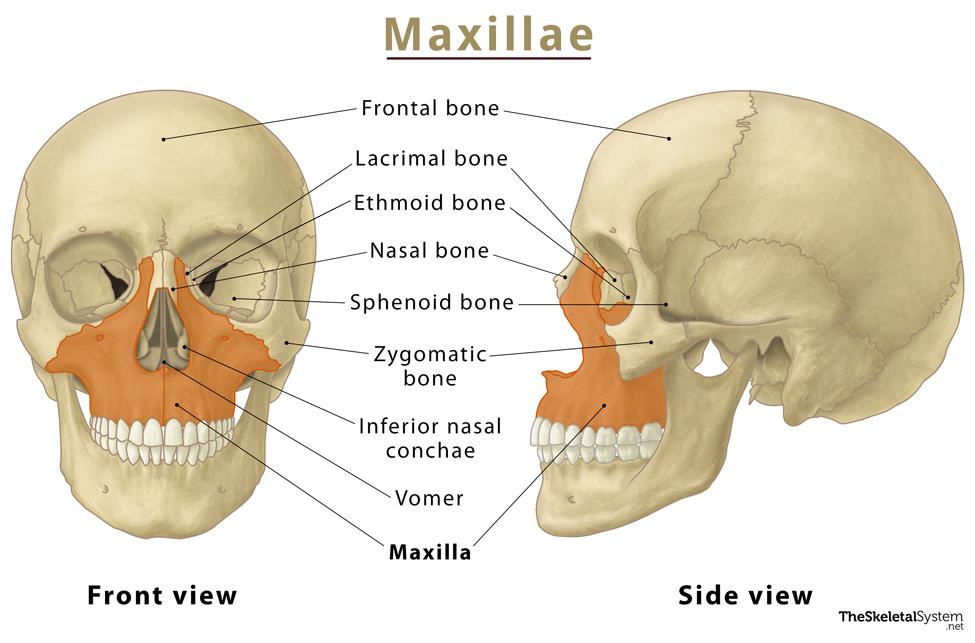 Maxillae.jpg