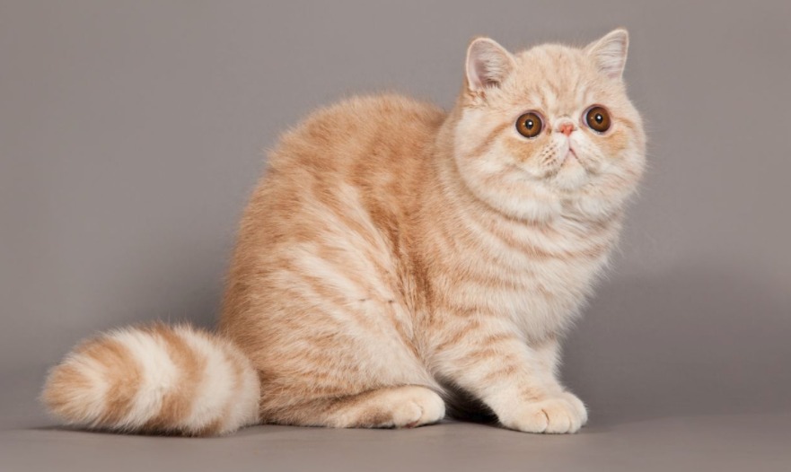 Flat-Faced-Cat.jpg