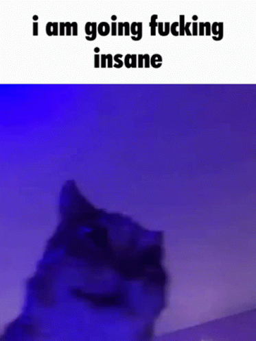insane-cat.gif