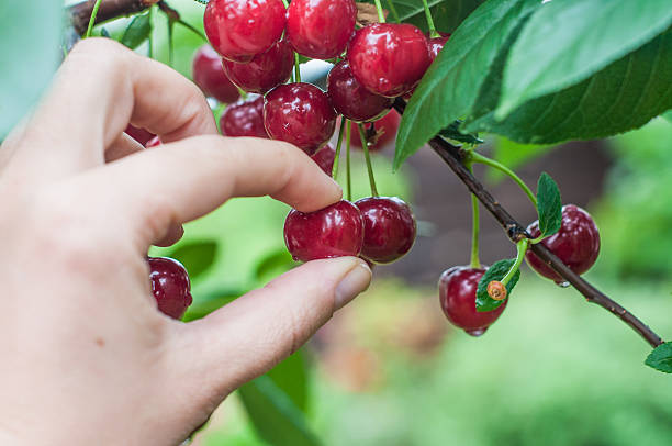 picking-sour-cherry.jpg