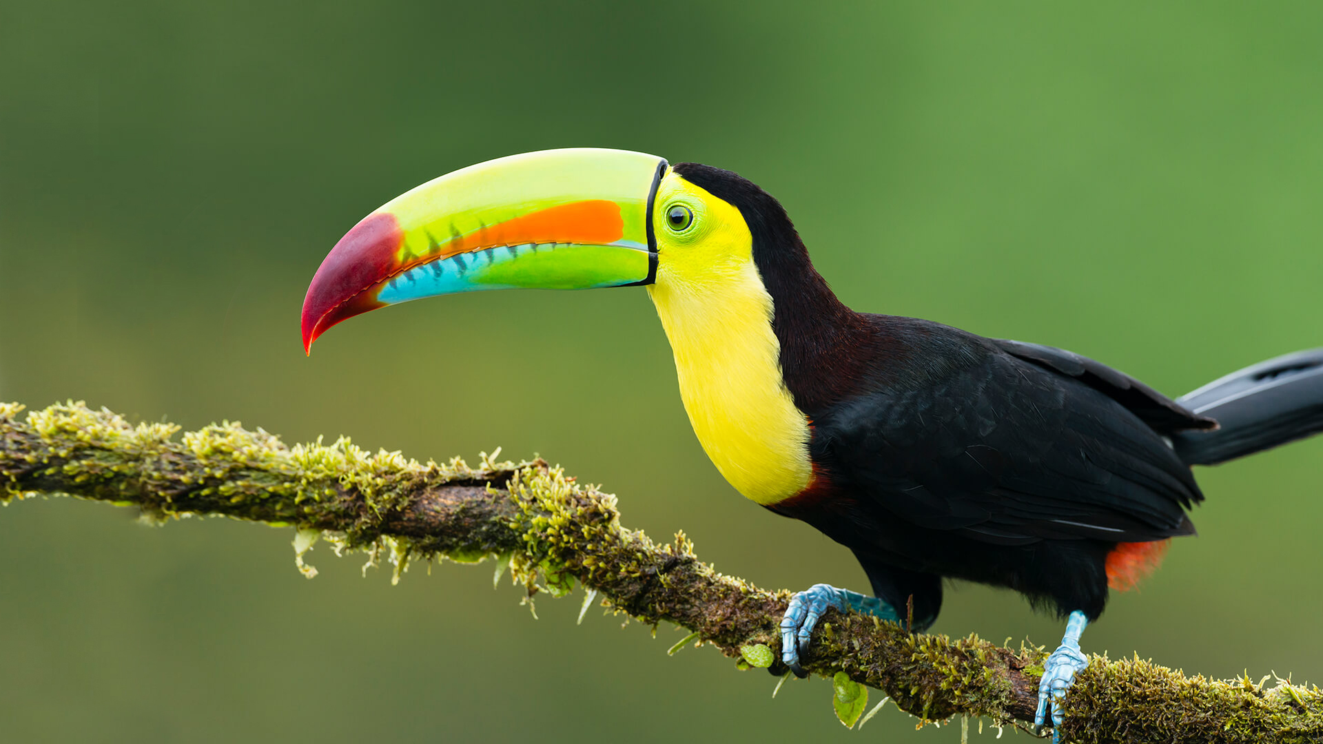 animals_hero_toucan.jpg