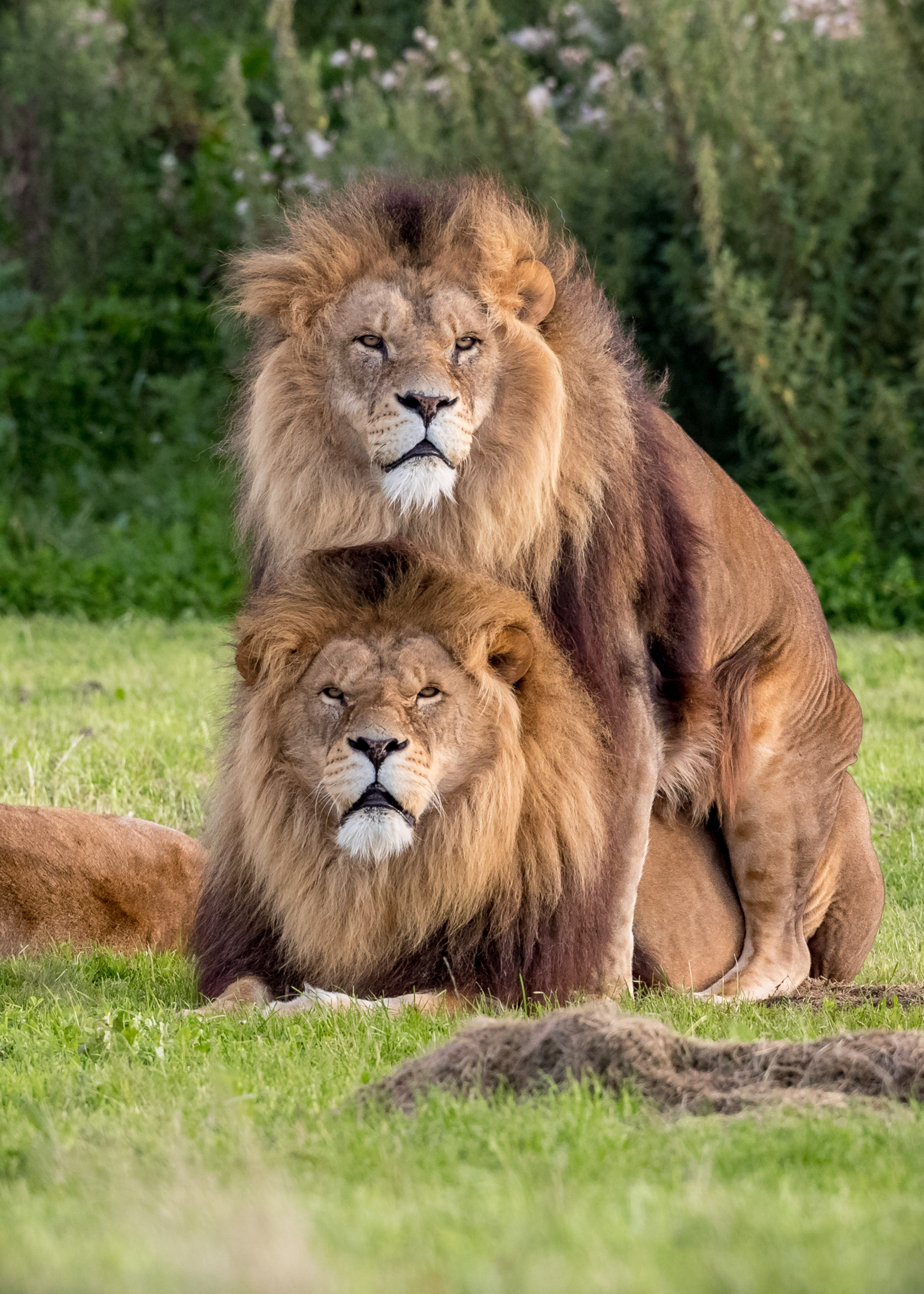 1504016473-mpm-gay-pride-lions-2.jpg