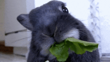 munch munch eating GIF