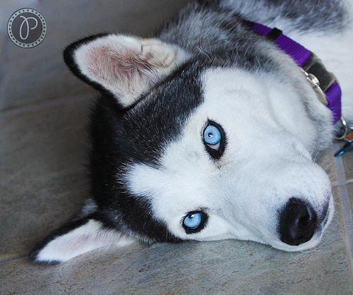 Flickriver: Pamela Bevelhymer's most interesting photos | Husky ...