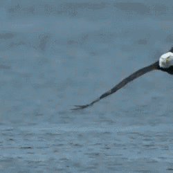 eagle-sea.gif