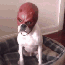 Dog Mask GIFs | Tenor