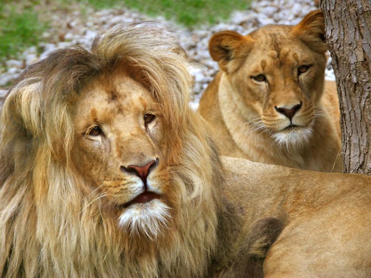 Tsavo-Löwen fraßen weniger Menschen: Raubtierhaare klären auf - n-tv.de