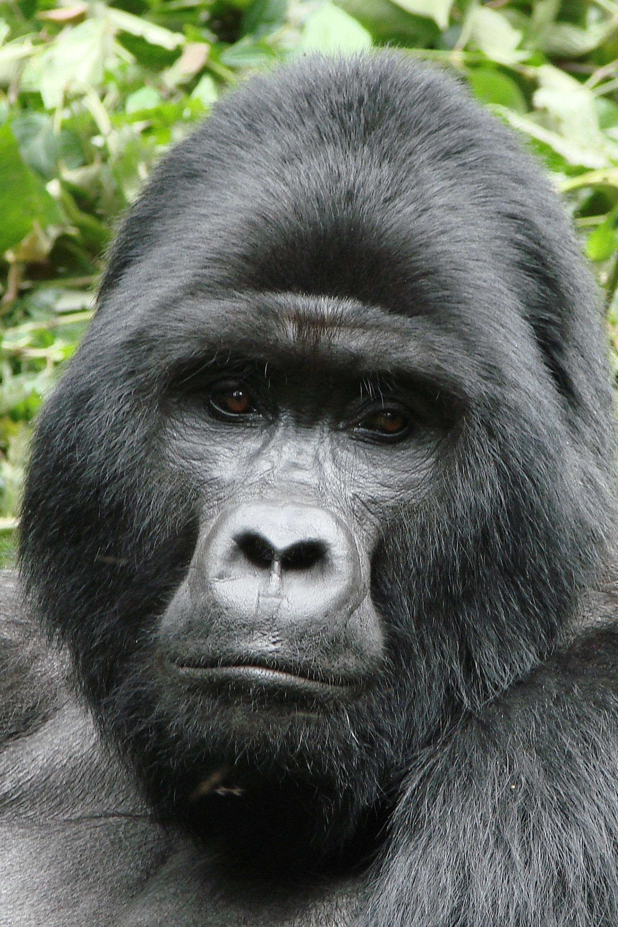 mountain-gorilla_thumb_2x3.jpg