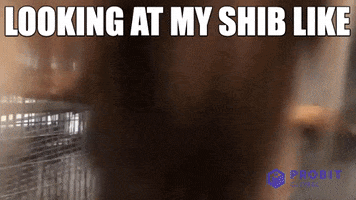 Shiba Inu Crypto GIF by ProBit Global