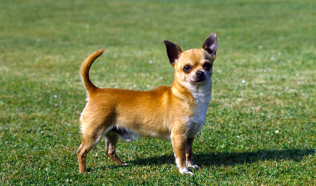 Chihuahua-AP-KIDP62-645lc061113.jpg