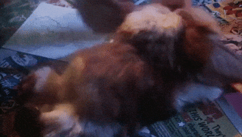 christmas movies gremlins GIF