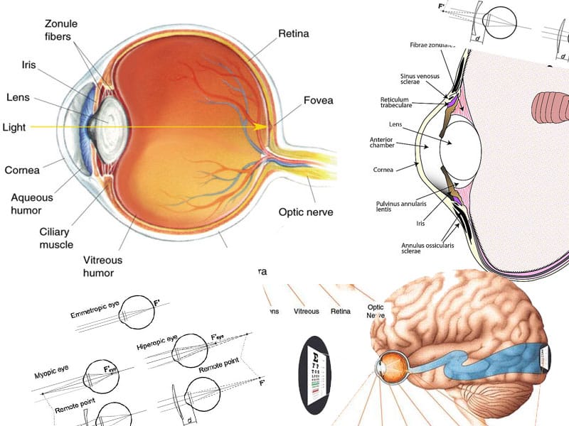 endmyopia.org