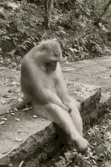 viyeongg-bored-monkey.gif