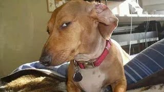 Dog Gives Mean “Side Eye” | FUNNIEST Dogs Video 2023