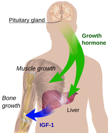 Endocrine_growth_regulation.svg.png