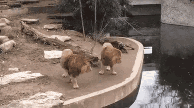Lion Falling GIF - Lion Falling Fall - Discover & Share GIFs