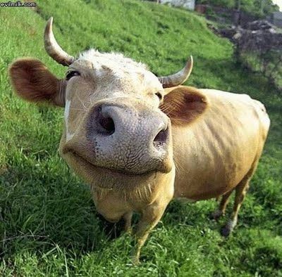 Smiling Animals! | Cows funny, Happy animals, Smiling animals