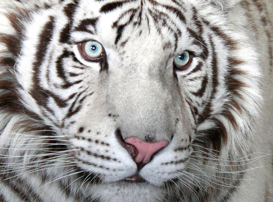 tiger-eyes-ginger-squires.jpg